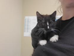 Shelter Stray Male Cat last seen Near Los Arbolitos Boulevard, Oceanside, CA, 92058, Oceanside, CA 92058