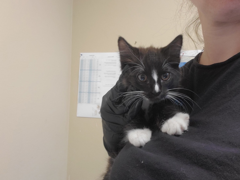 Shelter Stray Male Cat last seen Near Los Arbolitos Boulevard, Oceanside, CA, 92058, Oceanside, CA 92058