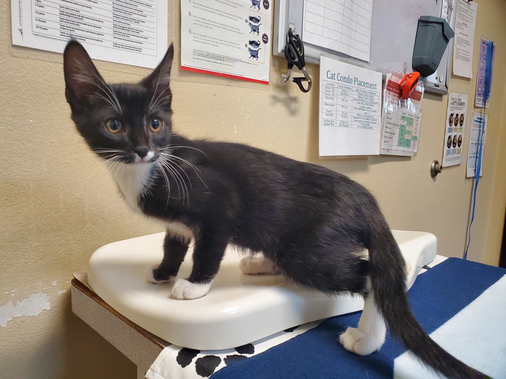 Shelter Stray Male Cat last seen Near Los Arbolitos Boulevard, Oceanside, CA, 92058, Oceanside, CA 92058