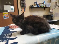 Shelter Stray Male Cat last seen Near Los Arbolitos Boulevard, Oceanside, CA, 92058, Oceanside, CA 92058