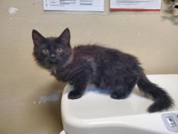 Shelter Stray Male Cat last seen Near Los Arbolitos Boulevard, Oceanside, CA, 92058, Oceanside, CA 92058