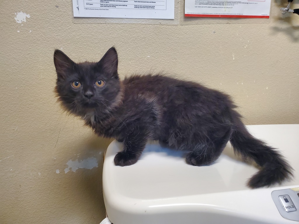 Shelter Stray Male Cat last seen Near Los Arbolitos Boulevard, Oceanside, CA, 92058, Oceanside, CA 92058
