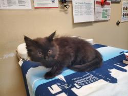 Shelter Stray Female Cat last seen Near Los Arbolitos Boulevard, Oceanside, CA, 92058, Oceanside, CA 92058