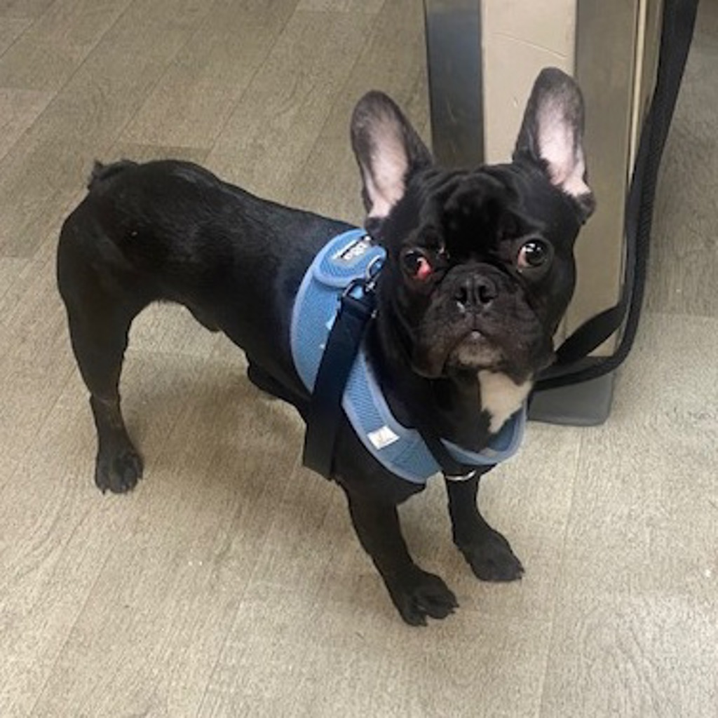 Shelter Stray Male Dog last seen Near Daley Center Drive, San Diego, CA, 92123, San Diego, CA 92110
