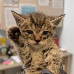 Shelter Stray Male Cat last seen Near Bronx Pizza in North Park, San Diego, CA, 92103, San Diego, CA 92110
