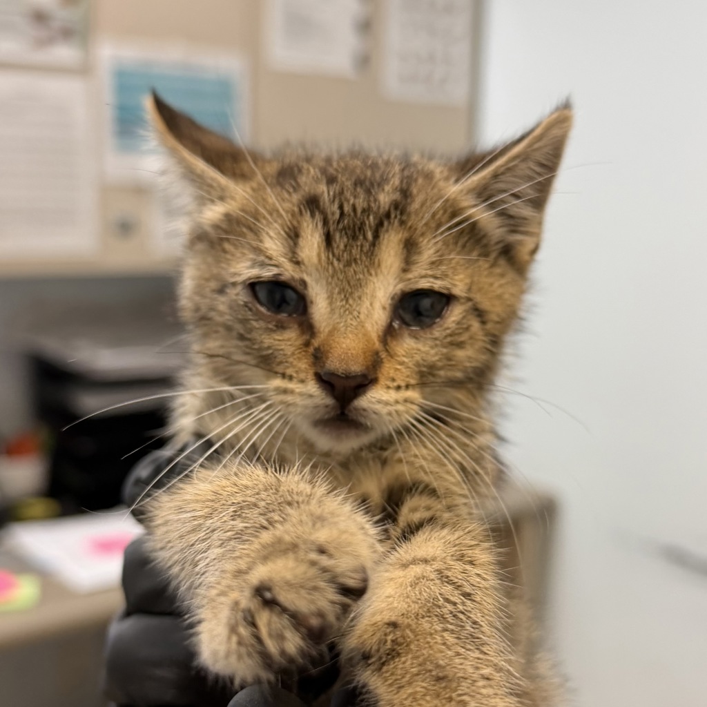 Shelter Stray Female Cat last seen Near Bronx Pizza in North Park, San Diego, CA, 92103, San Diego, CA 92110