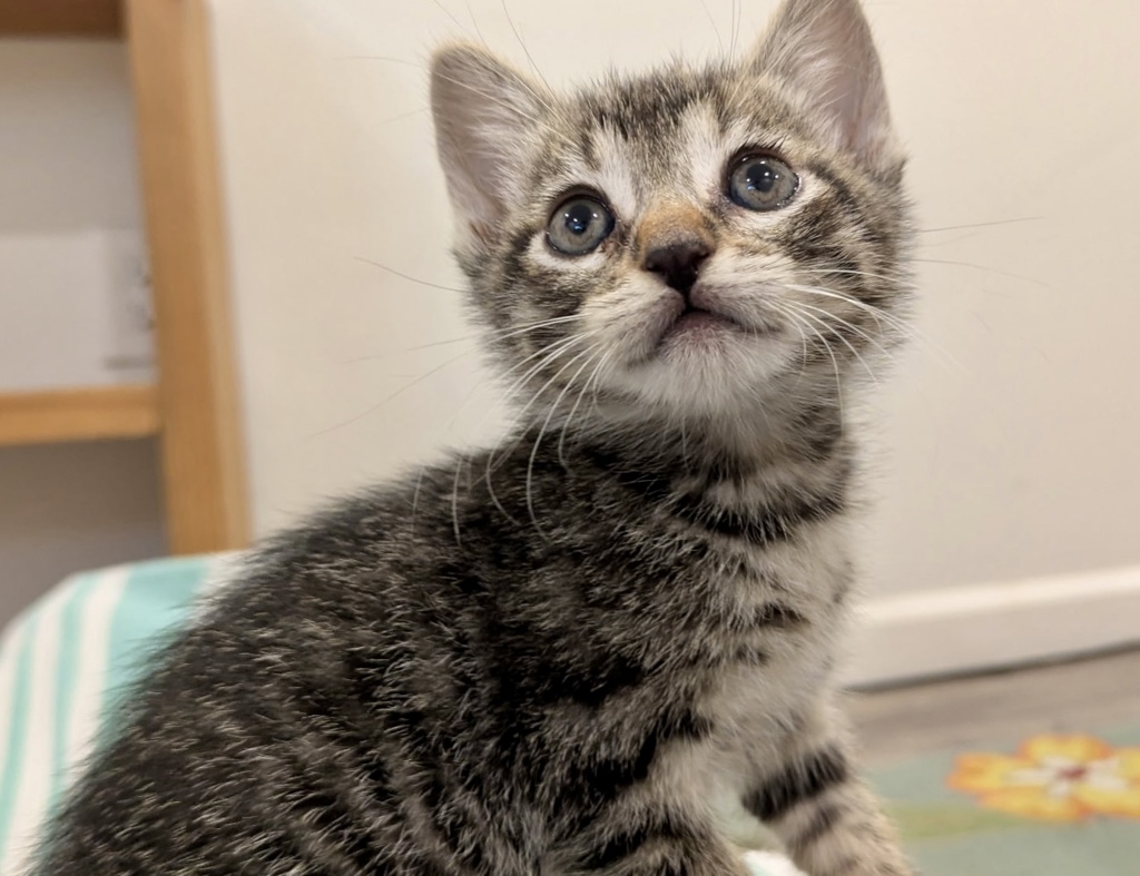 Shelter Stray Female Cat last seen Near 60th Street, San Diego, CA, 92114, San Diego, CA 92110