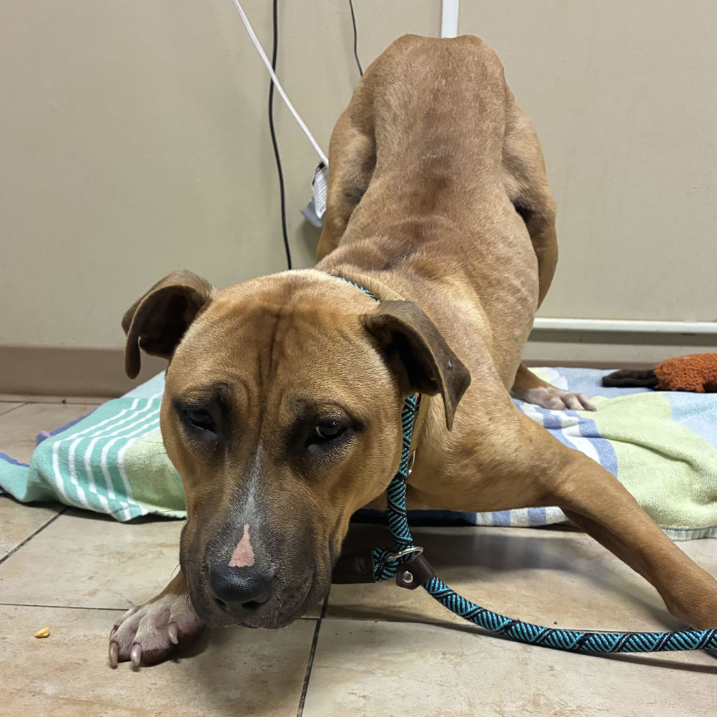 Shelter Stray Male Dog last seen SE 111th Ave + Stark St, PORTLAND, OR, 97216, Troutdale, OR 97060