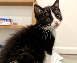 Shelter Stray Female Cat last seen Near 60th Street, San Diego, CA, 92114, San Diego, CA 92110