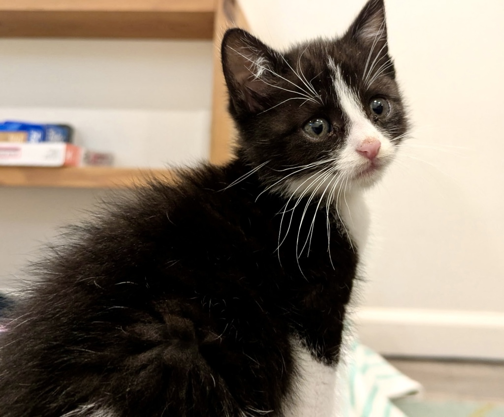 Shelter Stray Female Cat last seen Near 60th Street, San Diego, CA, 92114, San Diego, CA 92110