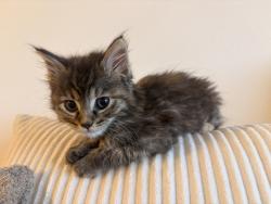 Shelter Stray Female Cat last seen Se 92nd / Base st, OR, Troutdale, OR 97060