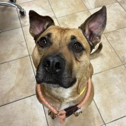 Shelter Stray Male Dog last seen MCAS, TROUTDALE, OR, 97060, Troutdale, OR 97060