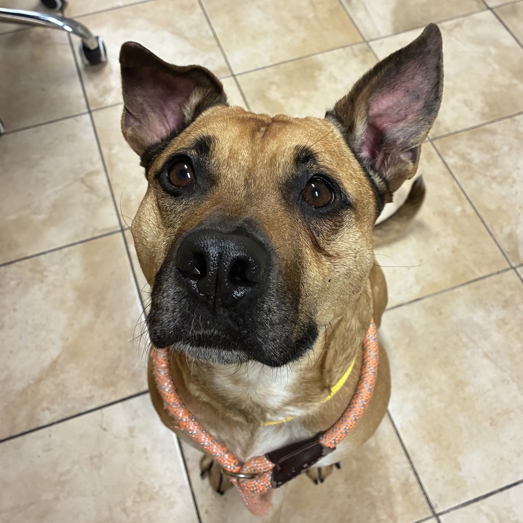 Shelter Stray Male Dog last seen MCAS, TROUTDALE, OR, 97060, Troutdale, OR 97060