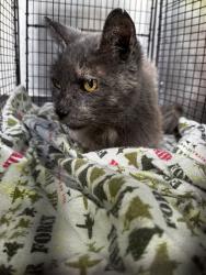 Shelter Stray Female Cat last seen Near McMillian Drive, AUSTIN, TX, 78753, Austin, TX 78702