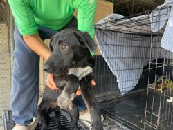 Shelter Stray Male Dog last seen Near Mark Adams Road, DEL VALLE, TX, 78617, Austin, TX 78702