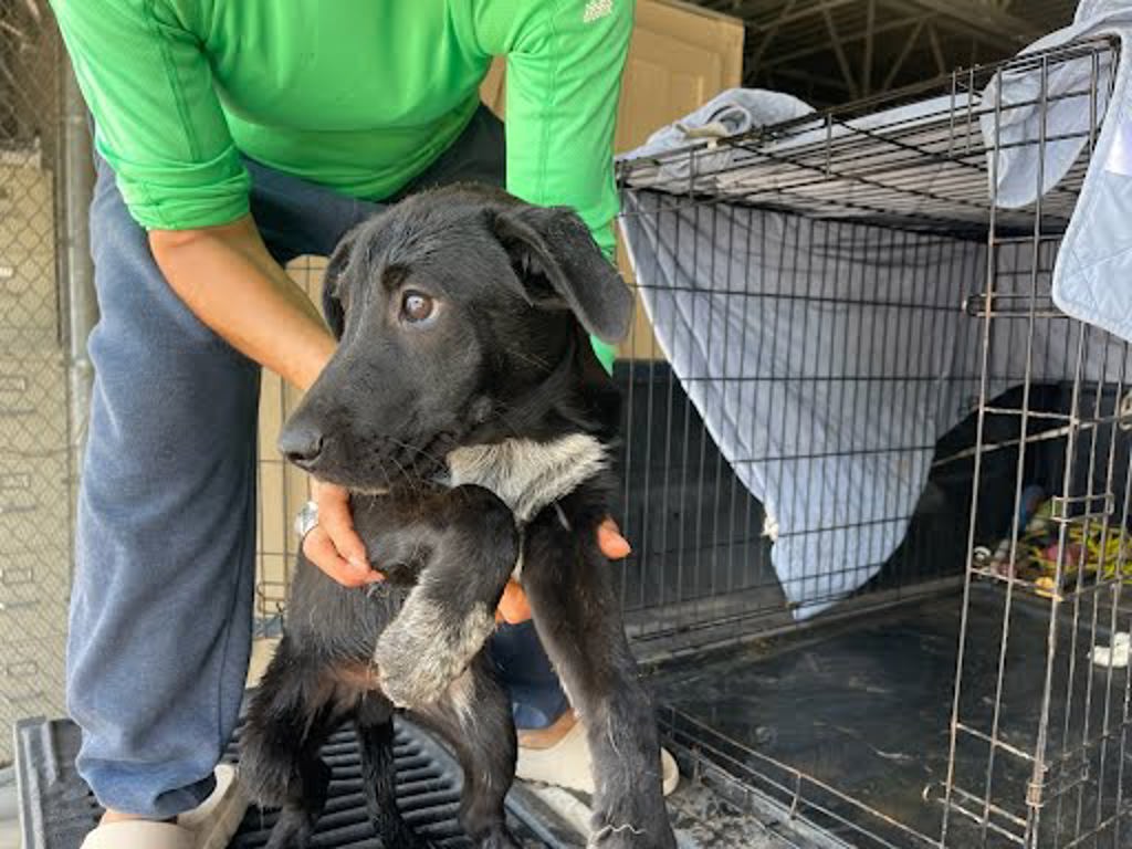 Shelter Stray Male Dog last seen Near Mark Adams Road, DEL VALLE, TX, 78617, Austin, TX 78702