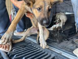 Shelter Stray Male Dog last seen Near Mark Adams Road, DEL VALLE, TX, 78617, Austin, TX 78702