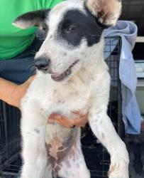 Shelter Stray Female Dog last seen Near Mark Adams Road, DEL VALLE, TX, 78617, Austin, TX 78702