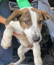 Shelter Stray Male Dog last seen Near Mark Adams Road, DEL VALLE, TX, 78617, Austin, TX 78702