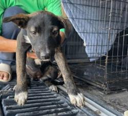 Shelter Stray Female Dog last seen Near Mark Adams Road, DEL VALLE, TX, 78617, Austin, TX 78702