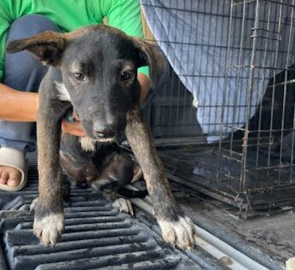 Shelter Stray Female Dog last seen Near Mark Adams Road, DEL VALLE, TX, 78617, Austin, TX 78702