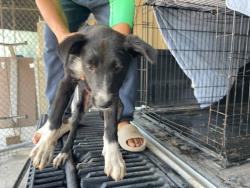 Shelter Stray Male Dog last seen Near Mark Adams Road, DEL VALLE, TX, 78617, Austin, TX 78702
