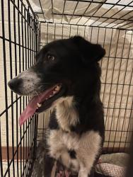 Shelter Stray Female Dog last seen Near Mark Adams Road, DEL VALLE, TX, 78617, Austin, TX 78702