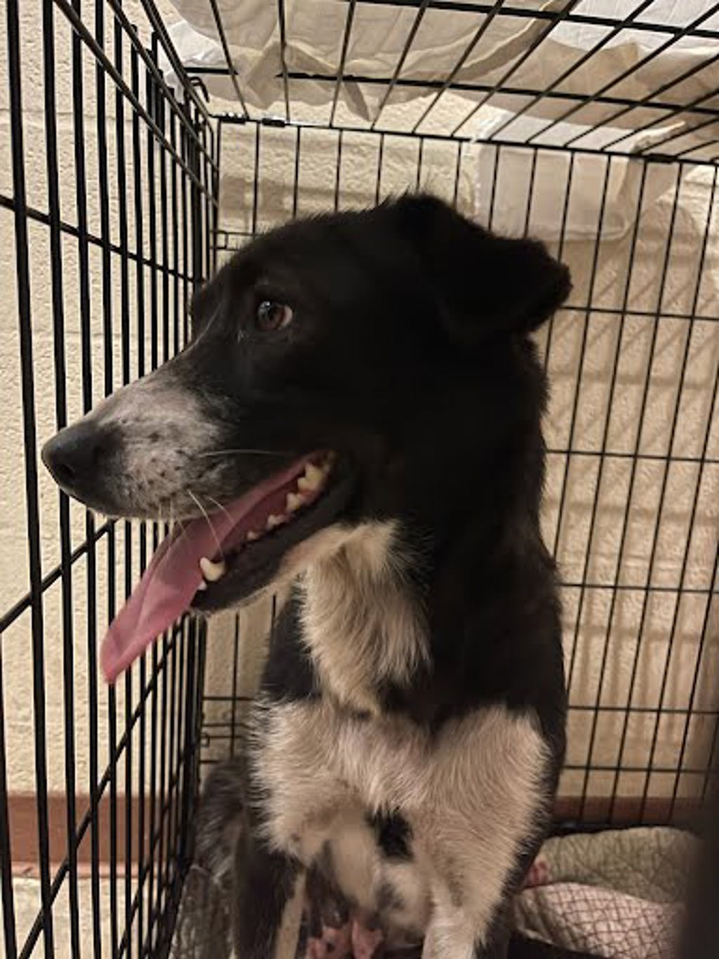 Shelter Stray Female Dog last seen Near Mark Adams Road, DEL VALLE, TX, 78617, Austin, TX 78702