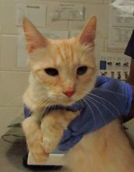 Shelter Stray Female Cat last seen Near Bivens Drive, RALEIGH, NC, 27616, Raleigh, NC 27610