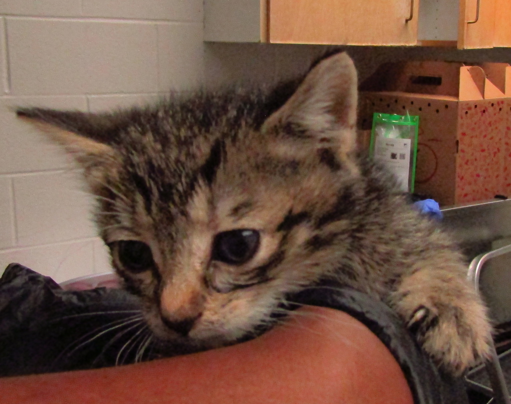 Shelter Stray Male Cat last seen Dana Drive, RALEIGH, NC, 27606, Raleigh, NC 27610