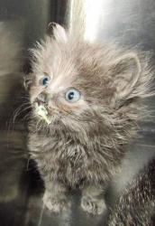 Shelter Stray Female Cat last seen Dana Drive, RALEIGH, NC, 27606, Raleigh, NC 27610