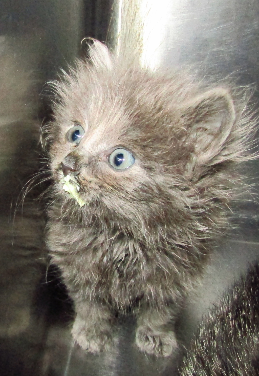 Shelter Stray Female Cat last seen Dana Drive, RALEIGH, NC, 27606, Raleigh, NC 27610