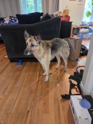 Reunited Female Dog last seen Near West Lake Ave, across in the swamp area, Guilford, CT 06437