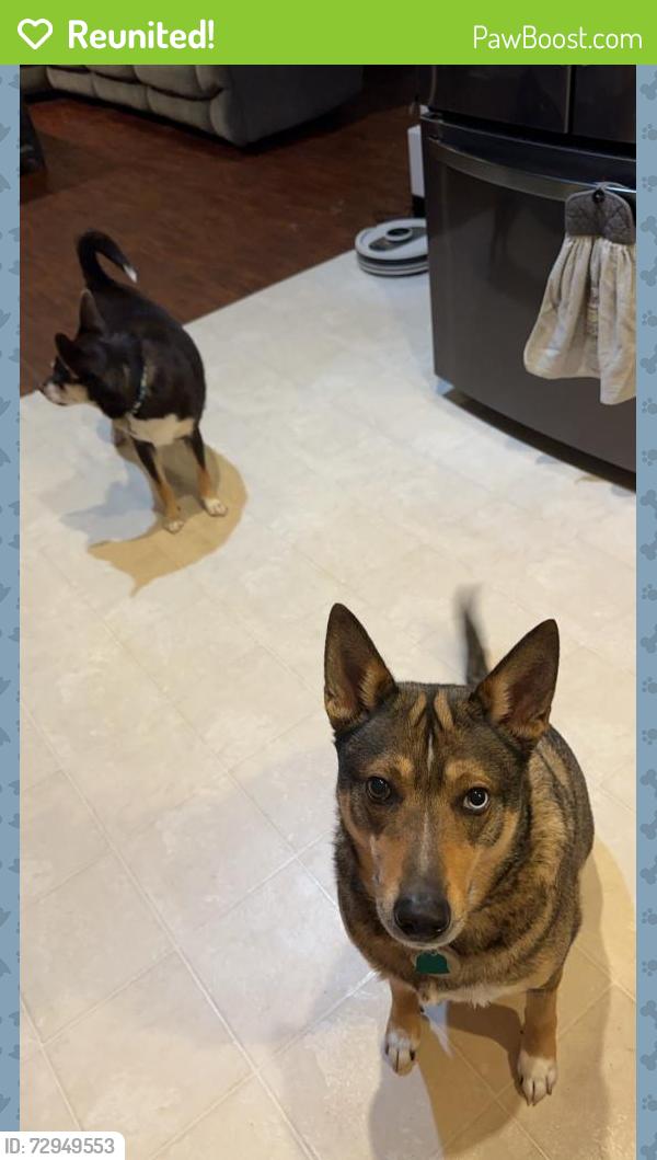 Reunited Female Dog last seen Near Coventry court, Mason, OH 45040