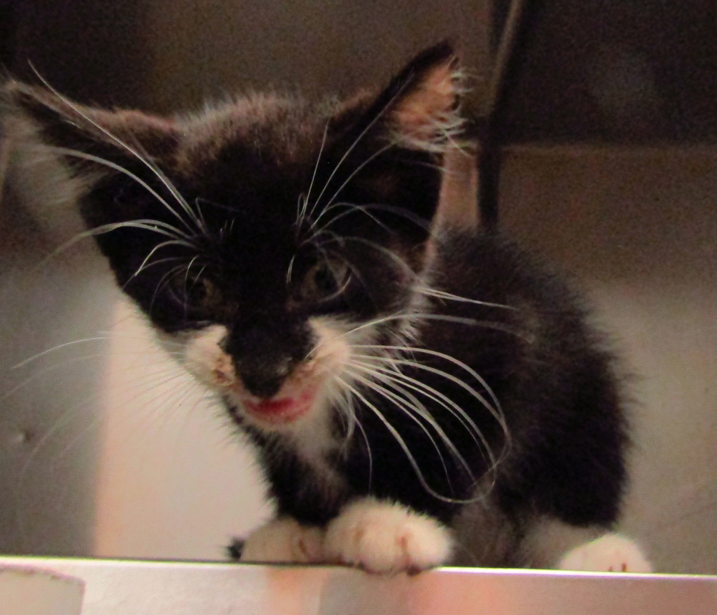 Shelter Stray Male Cat last seen Near Tumbling Stone Way, GARNER, NC, 27529, Raleigh, NC 27610
