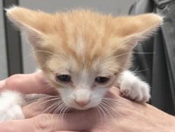 Shelter Stray Male Cat last seen Near W Black Angus Drive, SALT LAKE CITY, UT, 84116, Taylorsville, UT 84123