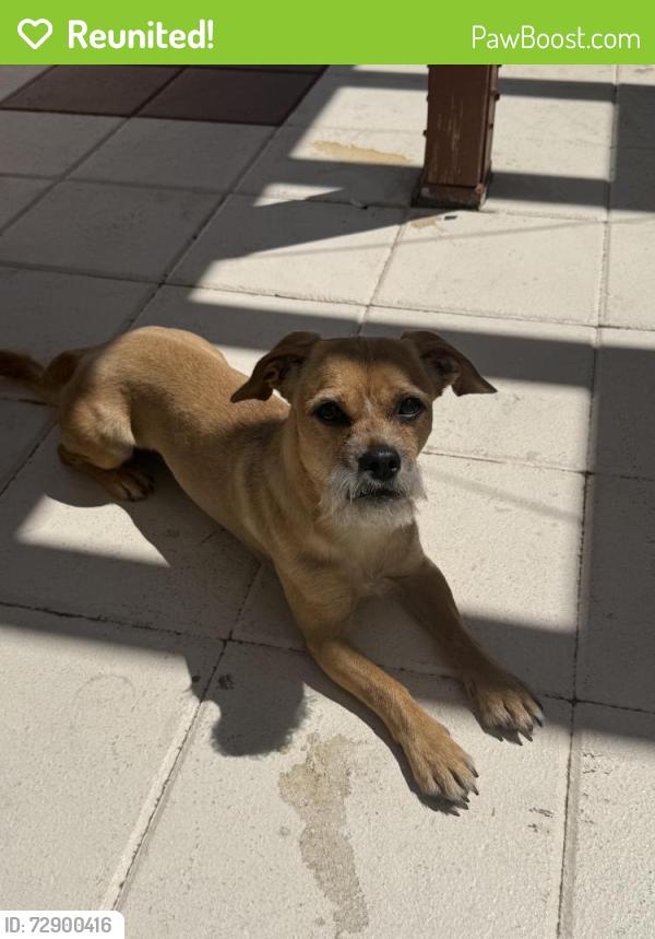 Reunited Male Dog last seen Rainbow and flamingo , Las Vegas, NV 89147