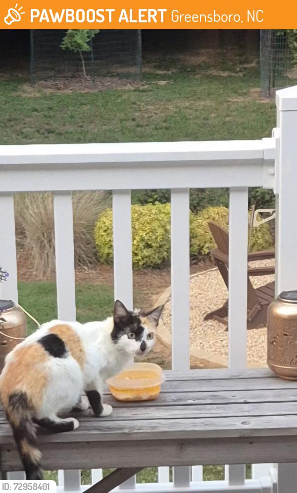 Found/Stray Unknown Cat last seen N church st Greensboro nc, Greensboro, NC 27455