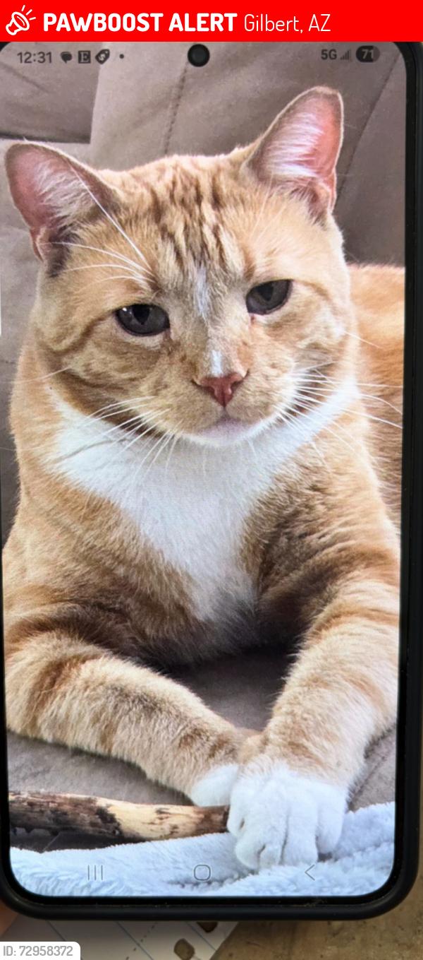 Lost Male Cat last seen Houston and Cooper rd, Gilbert, AZ 85233