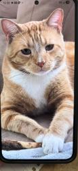 Lost Male Cat last seen Houston and Cooper rd, Gilbert, AZ 85233