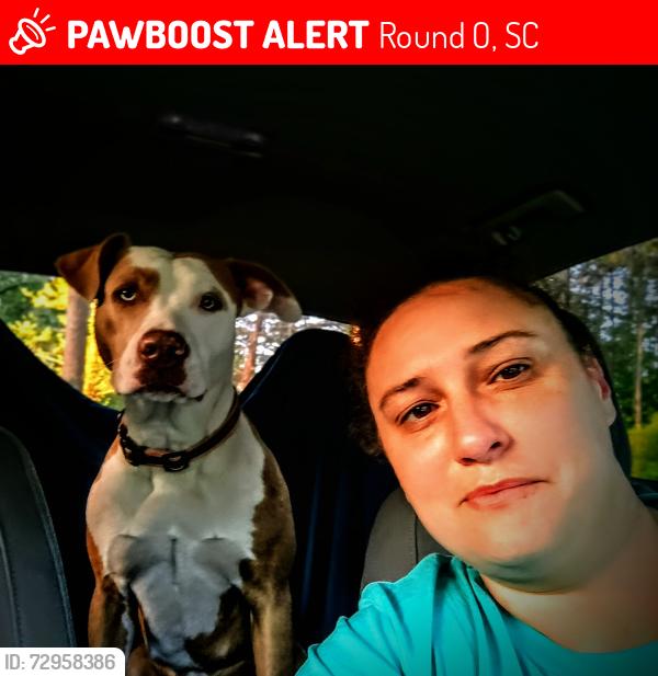 Lost Female Dog last seen She could be in nc for she is not lost but someone stole her and they have ties in nc, Round O, SC 29474