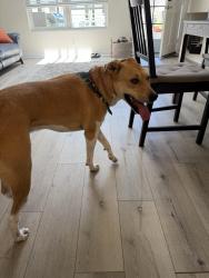 Reunited Male Dog last seen Near Carmel Country Road San Diego, San Diego, CA 92130