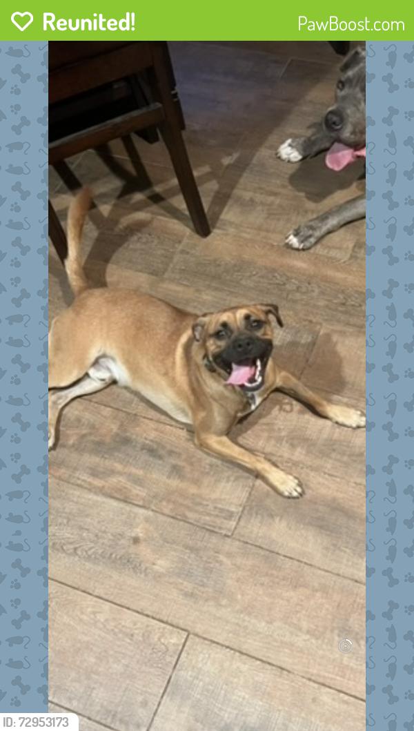 Reunited Male Dog last seen GA Ave. Rosewood Dr., Mimosa Dr., Fayetteville, GA 30214