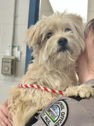 Found/Stray Male Dog last seen Sylvan and Winnipeg, Saint Paul, MN 55117