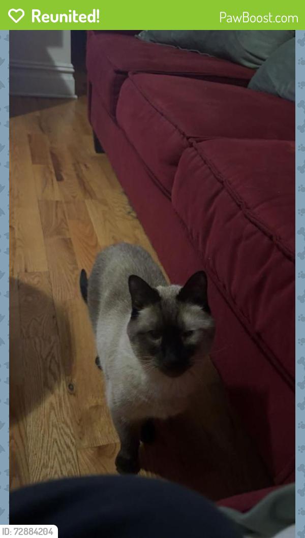 Reunited Male Cat last seen Park Avenue and Boulevard east , Weehawken Township, NJ 07086