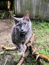 Lost Female Cat last seen Cottages at Lake Creek, Austin, TX 78750