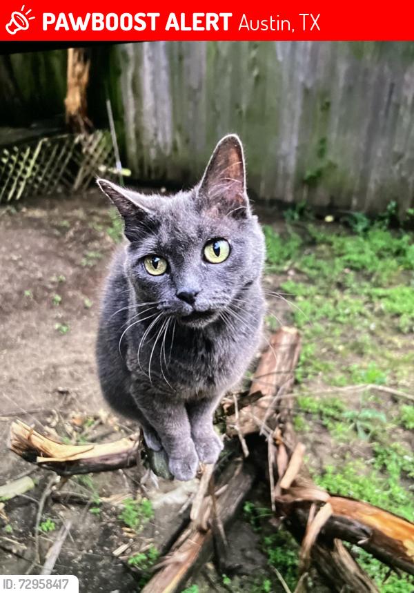 Lost Female Cat last seen Cottages at Lake Creek, Austin, TX 78750