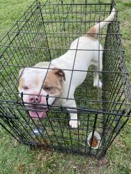 Reunited Male Dog last seen Spring st, Spartanburg, SC 29306