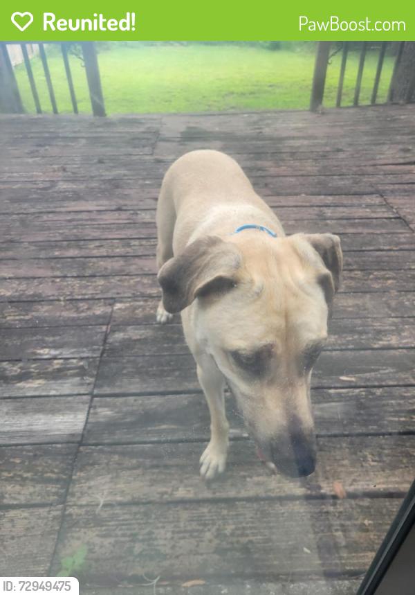 Reunited Female Dog last seen Ridge post/ridge path, San Antonio, TX 78250