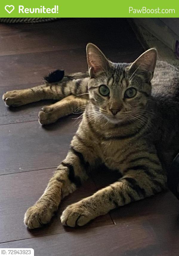 Reunited Male Cat last seen Beckley , Chesapeake, VA 23322